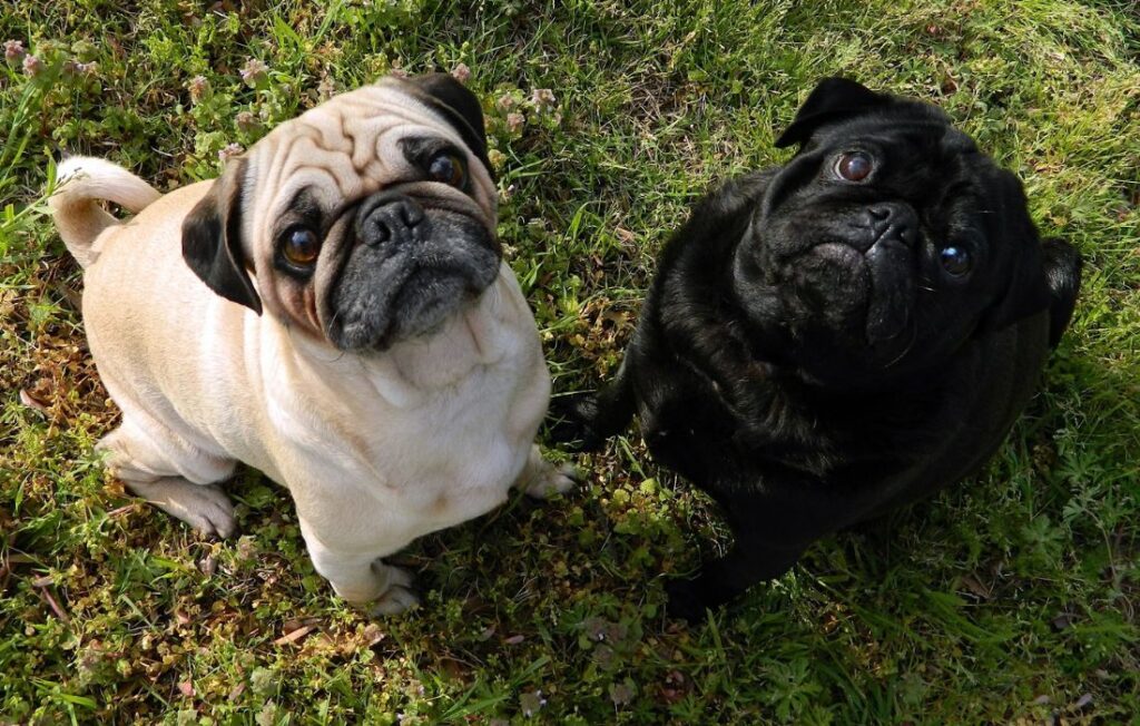 Black and White Pugs