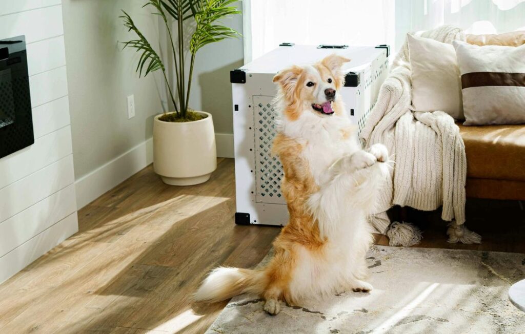 Cozy Living Room with Australian Shepherd and Dog Crate