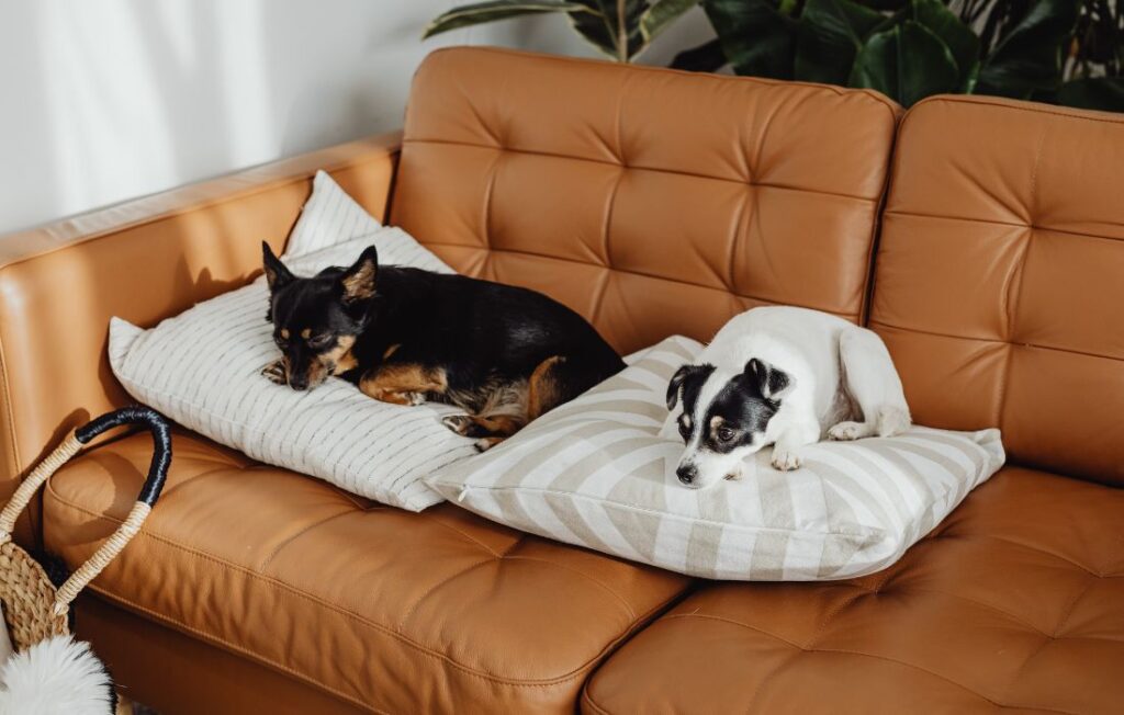 Dogs Lying on Pillows on Couch at Home