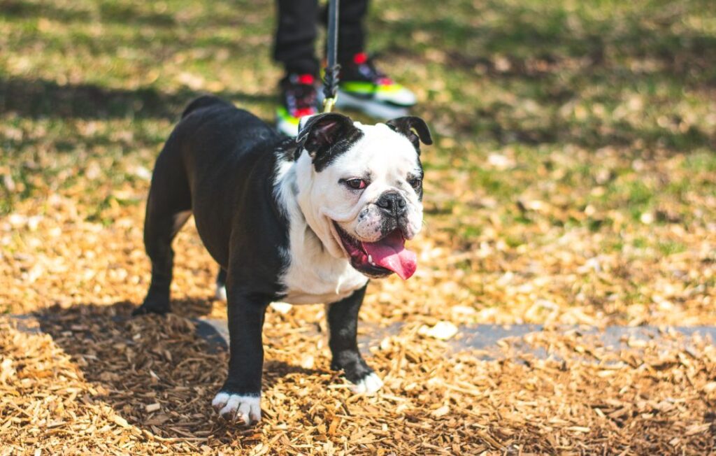 standing english bulldog