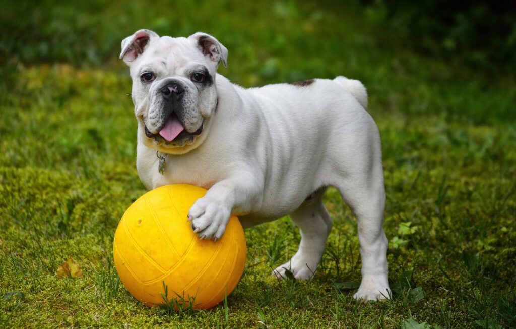 Training an English Bulldog can be an incredibly rewarding experience, but it does require patience, consistency, and a strategic approach. Whether you're bringing a new puppy into your home or looking to correct behavioral issues in an adult Bulldog, understanding their unique traits and needs is crucial. In this comprehensive guide, we’ll cover effective obedience training techniques, behavioral tips, and common challenges that English Bulldog parents may encounter. By the end, you’ll be equipped with the knowledge to train your Bulldog into a well-behaved, loyal companion.  Understanding the English Bulldog’s Personality  Before diving into training tips, it’s essential to understand the unique temperament of the English Bulldog. Bulldogs are known for their stubbornness, which is both an asset and a challenge when it comes to training. They are strong-willed, independent thinkers, and while they are loyal and loving, they can sometimes be difficult to motivate with traditional training methods.  Despite their seemingly tough exterior, Bulldogs are affectionate and enjoy spending time with their families. They tend to be good with children and other pets, making them excellent companions. However, their love of lounging and their low-energy demeanor can sometimes make them less eager to engage in training activities, especially in their younger years.  Here are a few key traits to keep in mind:  Stubbornness: Bulldogs are known for their independent nature. They may not always be eager to follow commands, and they may test their owners to see if they can get away with ignoring instructions.  Affectionate and Loyal: English Bulldogs are loving animals that bond closely with their families. They often seek attention and affection and will respond well to positive reinforcement.  Low Energy: While Bulldogs enjoy playtime, they are not as energetic as some other breeds. Training sessions should be kept short and engaging to avoid losing their interest.  Food-Driven: Bulldogs are often highly motivated by food. Using treats can be an effective way to encourage desired behavior.  By understanding these personality traits, you can tailor your training approach to better suit your Bulldog's nature.  Basic Obedience Training: Start Early  Starting obedience training early is crucial for setting the foundation for a well-behaved Bulldog. Although Bulldogs can be a bit stubborn, they can still learn basic commands with the right approach. Here’s how you can start:  1. House Training  House training is often one of the first tasks for new Bulldog owners. Because Bulldogs are naturally clean animals, house training them is usually straightforward. However, consistency and patience are essential.  Establish a Routine: Bulldogs thrive on routine. Take your Bulldog outside at regular intervals, especially after meals, naps, and playtime. This helps them understand when and where to go.  Use a Crate: Crate training is a great method for housebreaking. Bulldogs usually prefer having their own space, and a crate can help them learn bladder control. Be sure to choose a crate that’s large enough for your Bulldog to stand and turn around comfortably.  Positive Reinforcement: When your Bulldog goes outside to relieve themselves, reward them immediately with praise and a small treat. This will help them understand that going outside is the desired behavior.  2. Sit Command  Teaching your Bulldog to sit is one of the most basic obedience commands and an essential building block for other tricks.  Start with a Treat: Hold a treat in your hand and allow your Bulldog to sniff it. Slowly move the treat above their head, causing their bottom to lower to the ground. Once their bottom touches the floor, immediately say “Sit” and give them the treat.  Consistency is Key: Repetition is crucial. Keep practicing the “Sit” command until your Bulldog associates it with the action of sitting.  Gradual Distraction: Once your Bulldog reliably sits on command, gradually introduce distractions to help them maintain focus.  3. Stay Command  The “Stay” command is important for helping your Bulldog remain calm and in one place. This is particularly useful in situations where you need your dog to remain still, such as when answering the door or in public places.  Start Small: Ask your Bulldog to sit, then immediately say “Stay” while holding your hand in front of them, like a “stop” gesture. Take one step back and then return to your Bulldog. If they stay in place, reward them with a treat.  Gradually Increase Distance: As your Bulldog becomes more proficient, slowly increase the distance between you and them. Practice for a few seconds at a time and extend the duration gradually.  Short Sessions: Bulldogs can become impatient, so keep training sessions brief but frequent.  4. Come Command  Teaching your Bulldog to come when called is essential for their safety, especially in off-leash situations.  Use High-Value Treats: Since Bulldogs are food-driven, use especially tasty treats to keep them motivated. Start by calling your Bulldog in a positive tone of voice, “Come!” while showing them the treat.  Praise and Reward: Once your Bulldog comes to you, immediately praise them and offer the treat. This helps reinforce the idea that coming when called is rewarding.  Practice in a Safe Area: Start training in a secure, enclosed area like your backyard before attempting off-leash training in public spaces.  5. Leash Training  Leash training is essential for walks and outings. Bulldogs can be stubborn when it comes to walking on a leash, so it’s important to train them early.  Introduce the Leash Gradually: Let your Bulldog get used to wearing a collar and leash indoors before venturing outside.  Positive Reinforcement: When your Bulldog walks alongside you without pulling, reward them with praise and treats.  Redirect Pulling Behavior: If your Bulldog pulls on the leash, stop walking. Wait until the leash slackens, then resume walking. This teaches them that pulling results in a stop in movement.  Addressing Behavioral Issues in Bulldogs  Despite their affectionate nature, Bulldogs can develop behavioral issues if they aren’t properly trained. Here are some common behavioral problems and how to address them:  1. Separation Anxiety  Bulldogs are known for their attachment to their owners, which can sometimes result in separation anxiety. Symptoms include excessive barking, destructive behavior, and drooling when left alone.  Gradual Desensitization: Start by leaving your Bulldog alone for short periods and gradually increase the duration. Give them a comfortable space with their favorite blanket or toy.  Crate Training: Crates can be a helpful tool in reducing separation anxiety. It provides a safe space for your Bulldog when you’re away.  2. Excessive Barking  While Bulldogs are generally not excessive barkers, some may develop this habit, particularly if they feel anxious or excited.  Ignore Attention-Seeking Barking: If your Bulldog is barking for attention, ignore them until they stop. When they stop barking, immediately reward them with a treat and praise.  Teach Quiet on Command: When your Bulldog starts barking, say “Quiet” in a firm but calm voice. Once they stop barking, reward them.  3. Aggression Toward Other Dogs or Pets  English Bulldogs are generally good with other pets, but some may display territorial or aggressive behavior, particularly if they are not socialized properly.  Early Socialization: Expose your Bulldog to other dogs and pets in controlled environments from an early age. This helps them learn to coexist peacefully.  Positive Reinforcement: Reward calm, friendly behavior with treats and praise. If your Bulldog displays aggressive behavior, redirect their attention to something positive.  Advanced Training Tips for Bulldogs  Once your Bulldog has mastered the basics, you can move on to more advanced training techniques. These skills can include tricks like rolling over, playing fetch, or even agility training.  1. Advanced Trick Training  Training your Bulldog to perform tricks can be a fun and stimulating way to engage them mentally. Use the same positive reinforcement techniques, but keep training sessions short and enjoyable.  Roll Over: Have your Bulldog lie down, then gently guide them in a circle while giving the command “Roll over.” Reward them when they complete the roll.  Play Dead: Command your Bulldog to lie down, then gently roll them onto their back and say “Bang!” Reward them for staying in the position.  2. Agility Training  Agility training is a great way to challenge your Bulldog mentally and physically. Set up a simple agility course with obstacles such as tunnels, jumps, and weave poles. Bulldogs are generally not the most agile breed, but they enjoy challenges and can do well with consistent training.  3. Scent Training  Scent training can provide mental stimulation for your Bulldog. Hide treats or toys and encourage your dog to use their nose to find them. Bulldogs love food, so they are usually highly motivated to search.  Final Thoughts  Training an English Bulldog requires patience, consistency, and a clear understanding of their unique traits. While Bulldogs can be stubborn, they are also affectionate and loyal companions who respond well to positive reinforcement, food rewards, and short, engaging training sessions. Starting with basic obedience commands and working your way up to more advanced tricks will not only help improve your Bulldog’s behavior but also strengthen the bond you share with your furry friend.  Remember, every Bulldog is different, so it’s important to be flexible and adapt your training methods to what works best for your dog. With time, effort, and plenty of love, you’ll have a well-trained English Bulldog who is both obedient and a joy to be around.