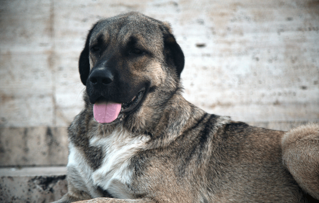 Majestic Kangal Dog Relaxing Outdoors