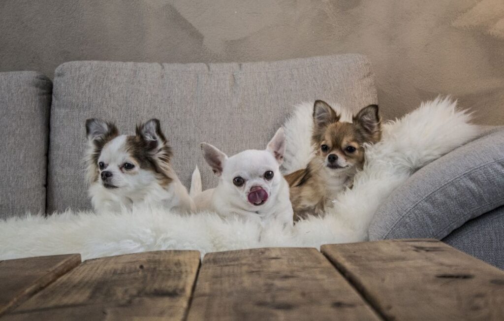 Three Chihuahua Dogs on the Couch