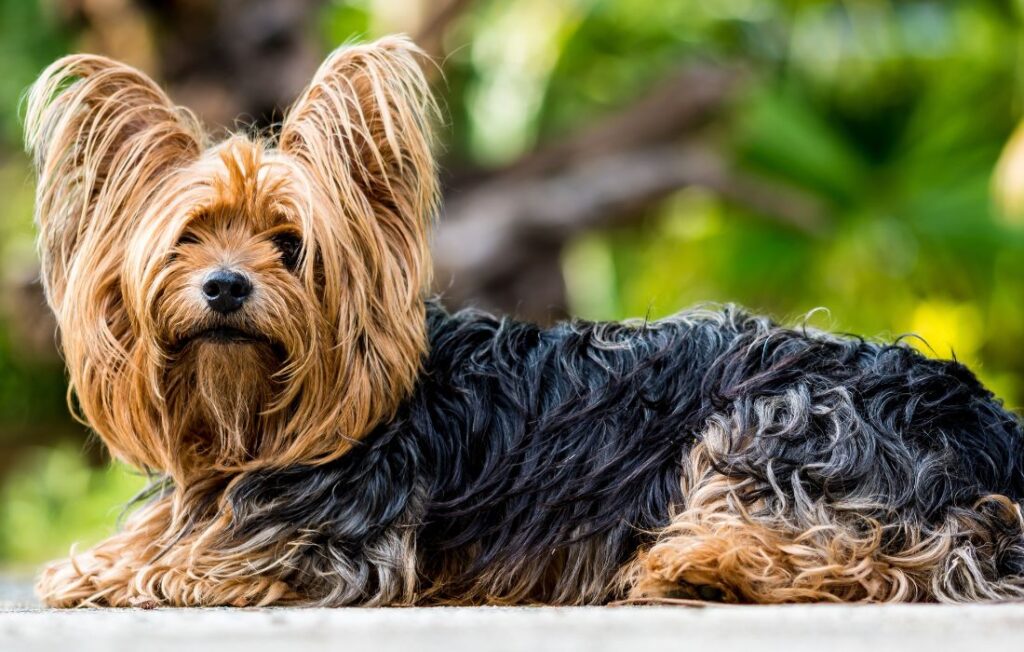 Yorkshire Terrier Dog