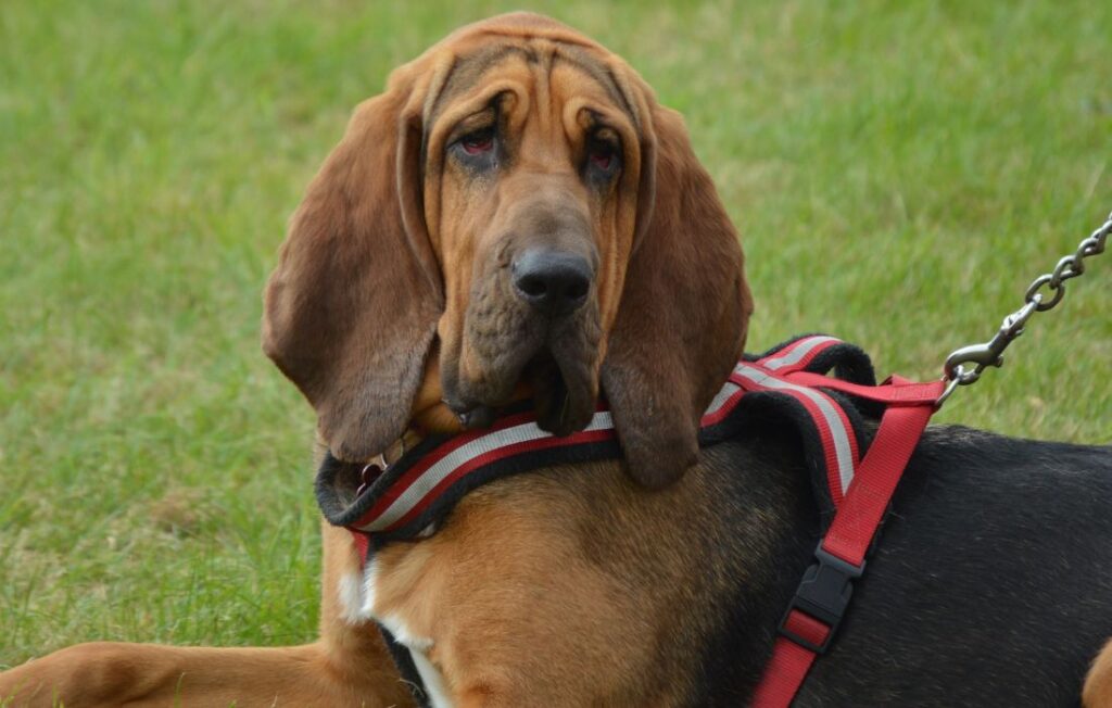 bloodhound with red harness