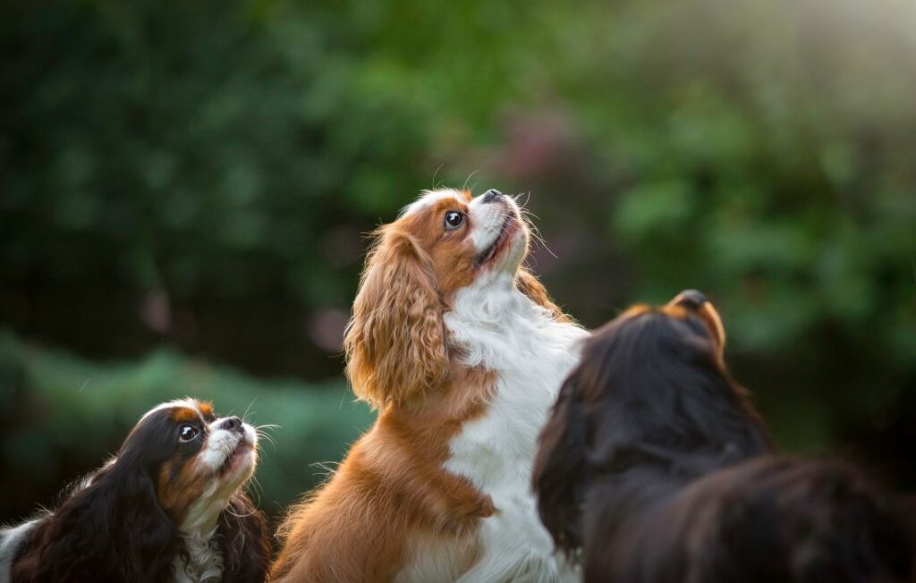 cavalier king dog