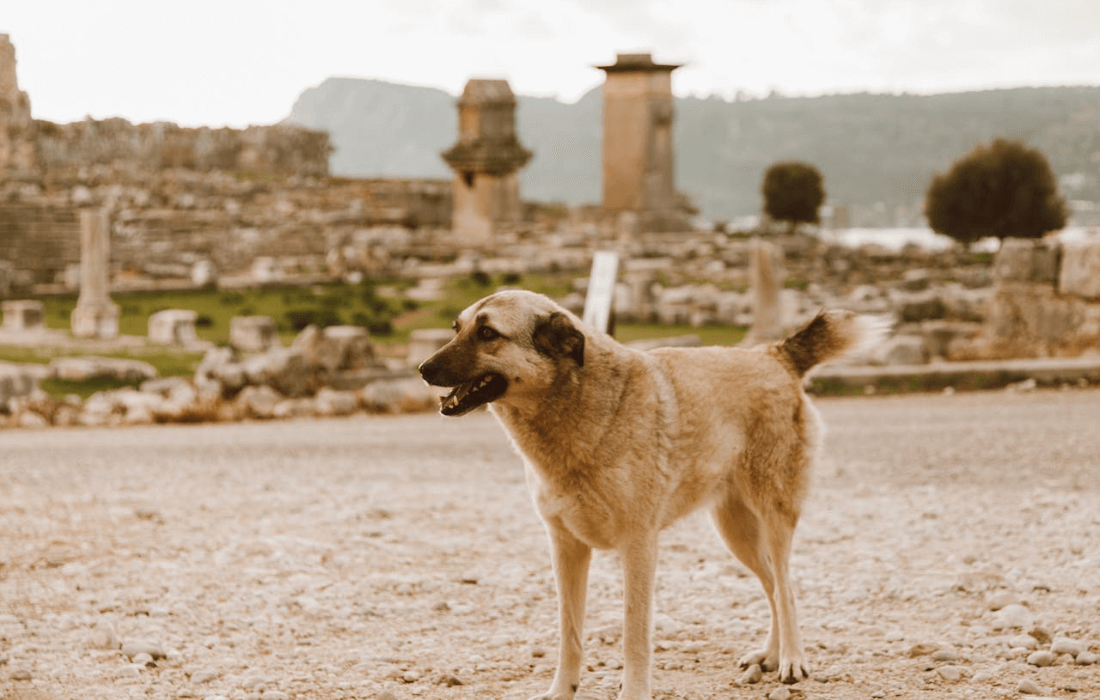 cute kangal shepherd standing in ruins