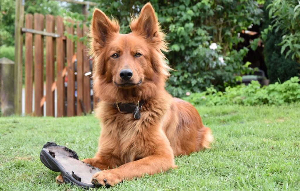dog playing with shoes in backyard