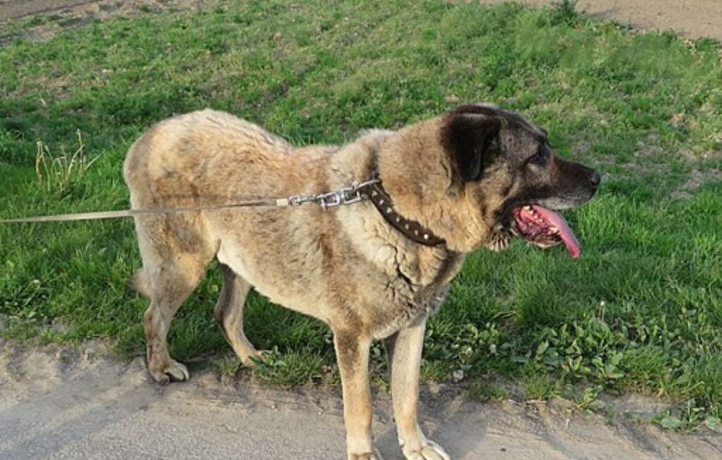kangal shepherd standing in grass