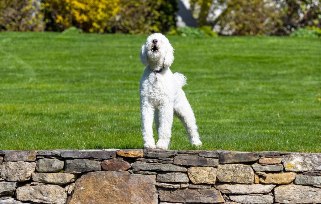 white poodle standing on rocks
