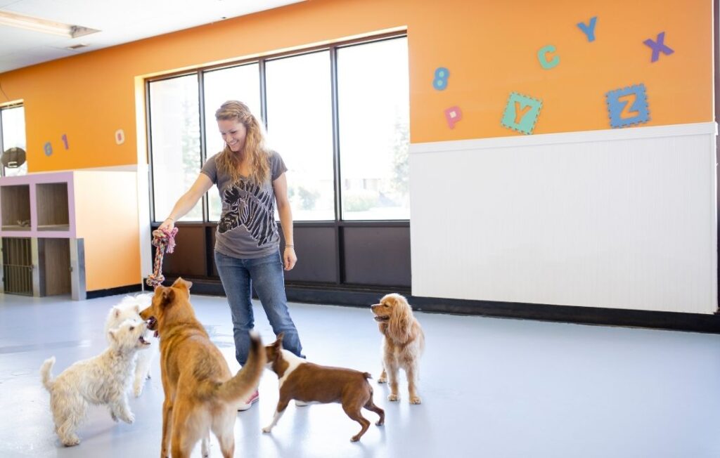 Female dog daycare owner with toy playing with dogs