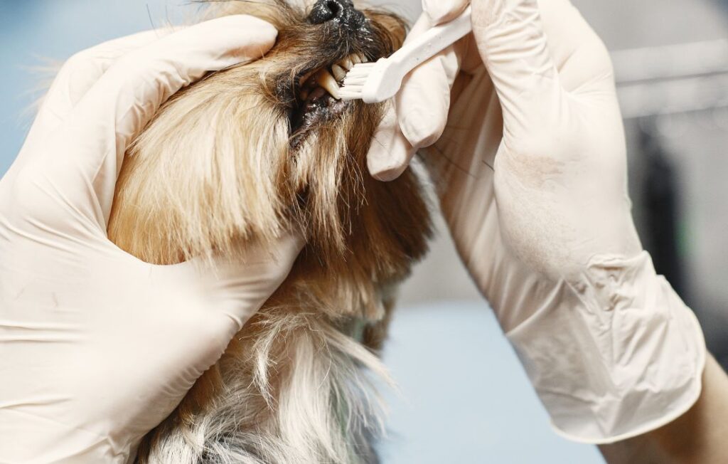 Small Hairy Dog Getting Teeth Cleaned with a Brush