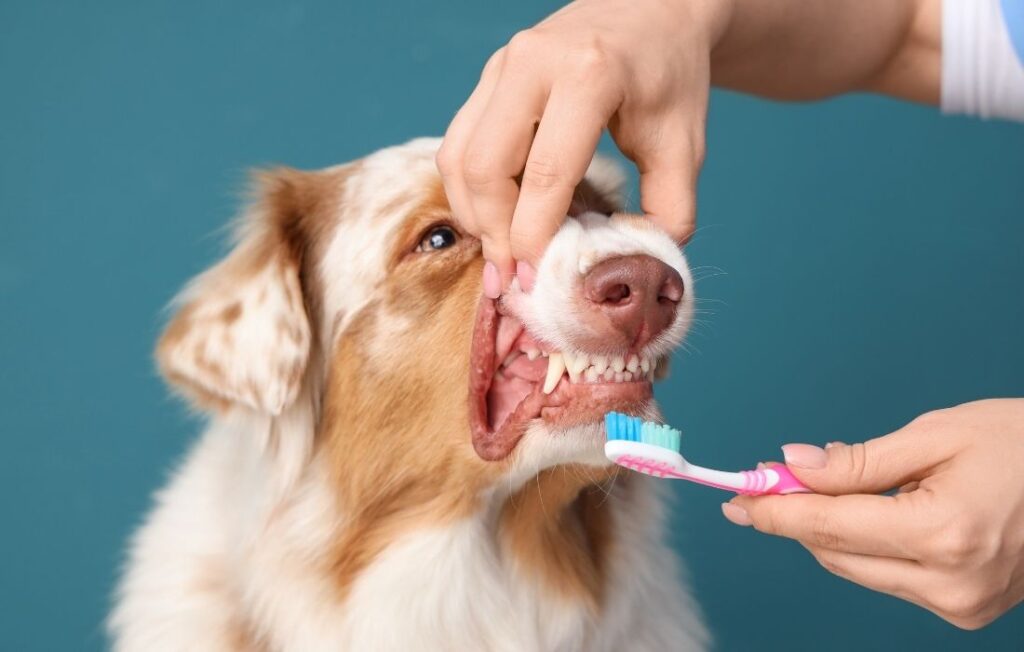 Woman Brushing Teeth of Australian Shepherd Dog on Blue