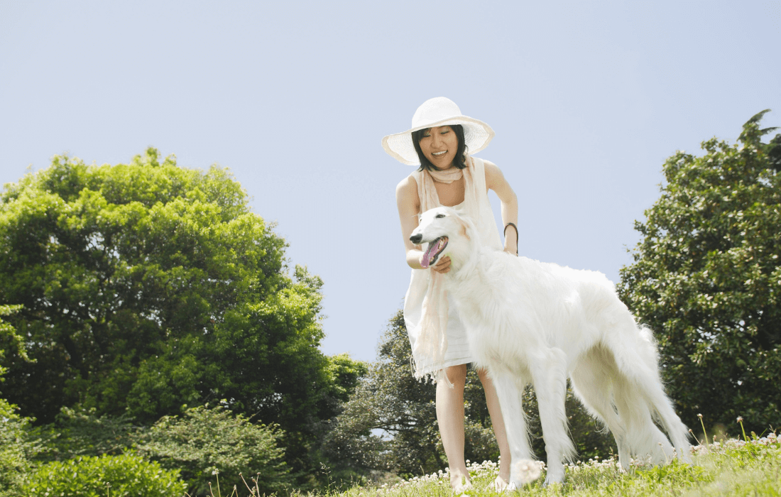 Woman in a White Dress Playing with a Borzoi in a Lush Park
