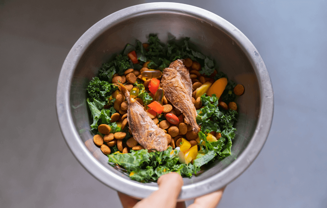 the best fresh dog food for a healthier pup