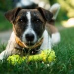 best toy for puppies of every age