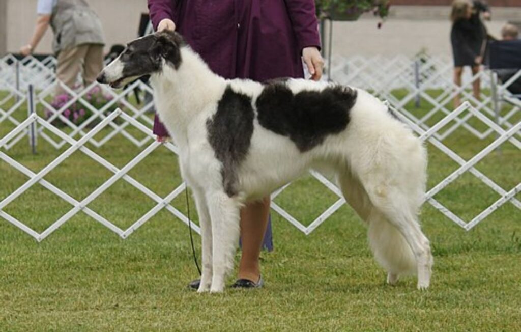 borzoi dog breed black and white
