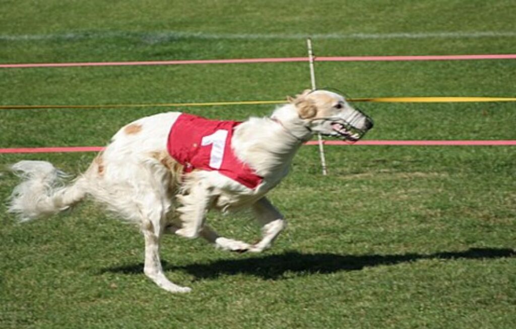 borzoi dog white running