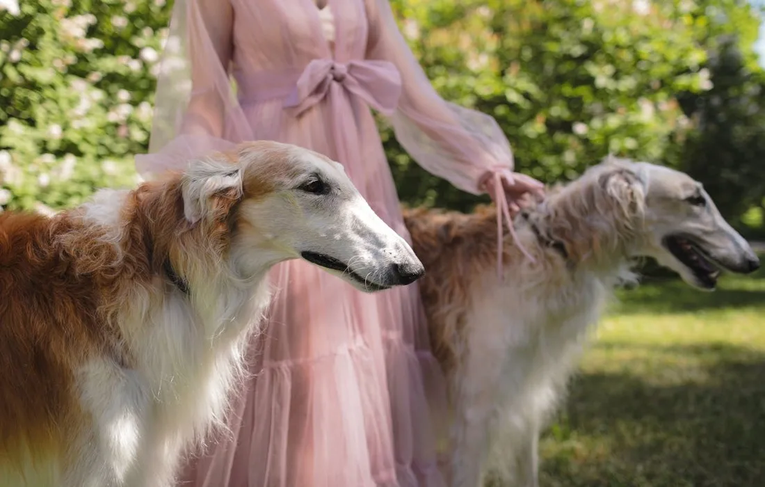 ultimate guide to borzoi