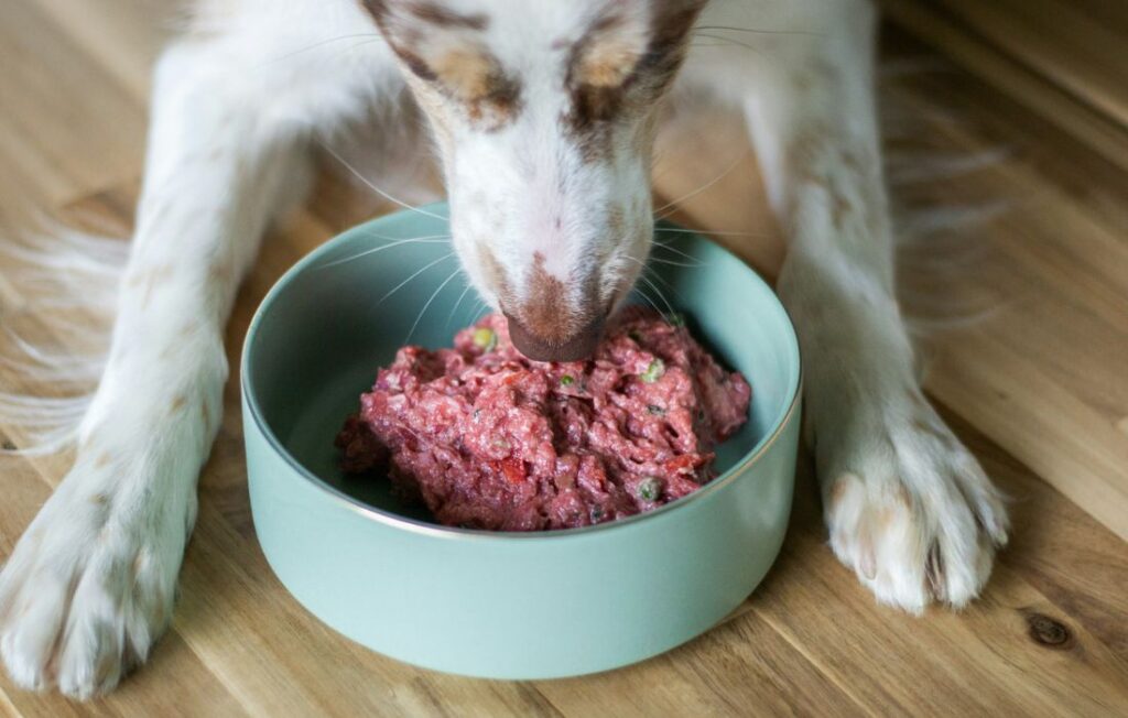 dog eating fresh dog food