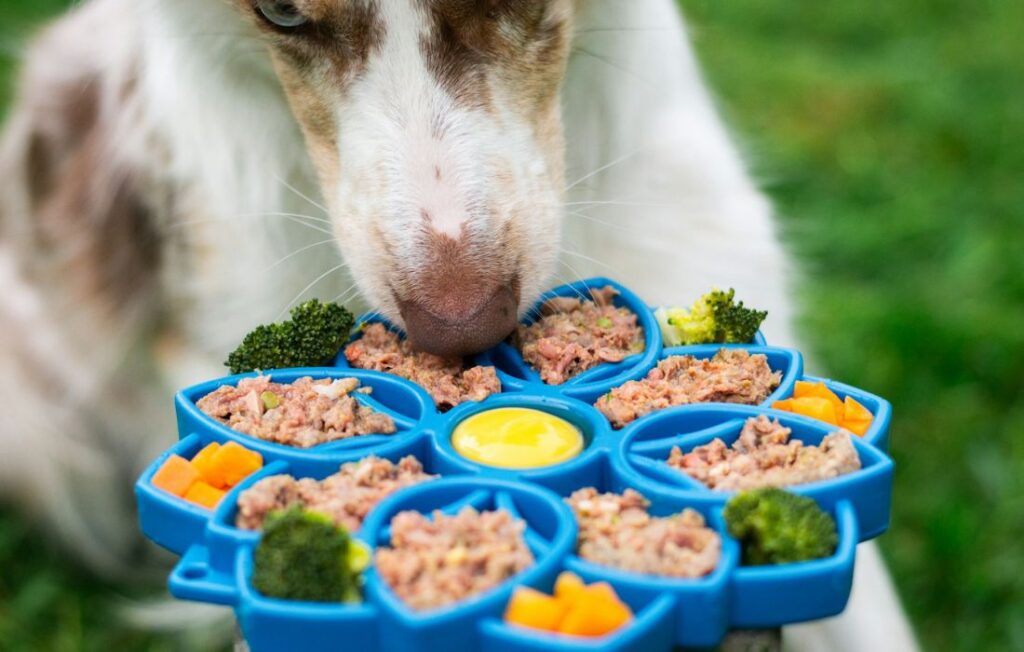 dog enjoying colorful fresh food