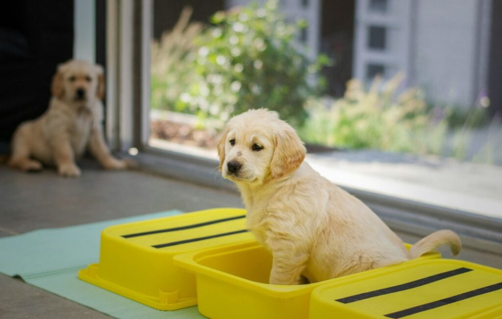 doggy in yellow plastic container