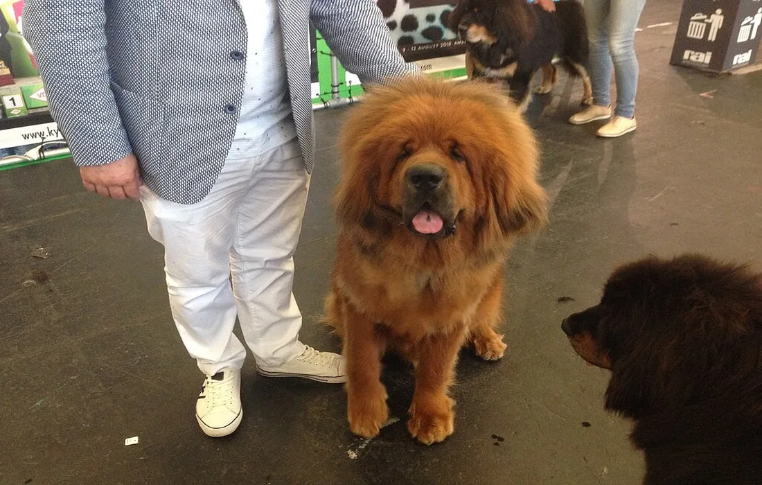 Guide to tibetan mastiff