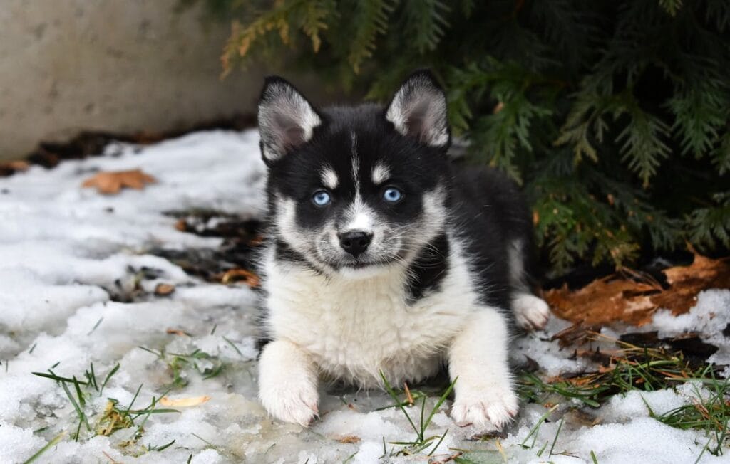 guide pomsky breed