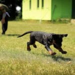 puppy training 101 guide