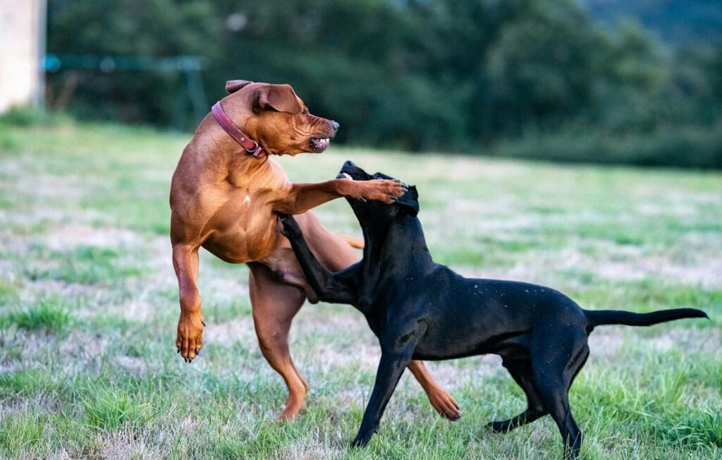 reactive dog guide