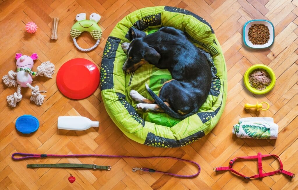 top accessories for your pup guide