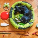 top accessories for your pup guide