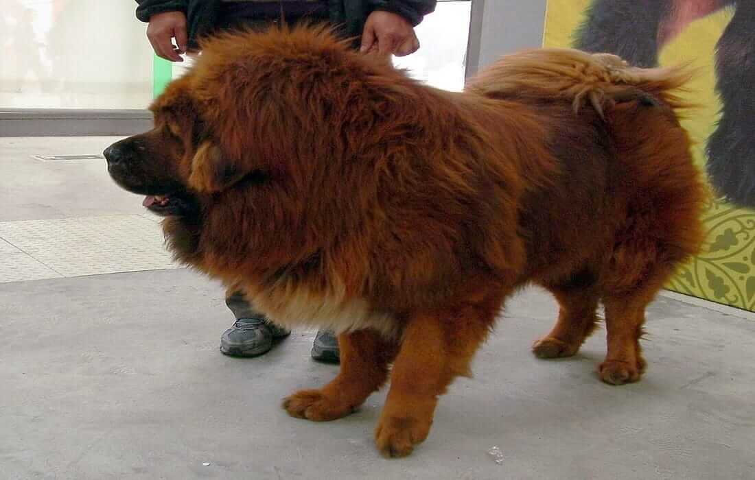 ultimate guide to tibetan mastiff