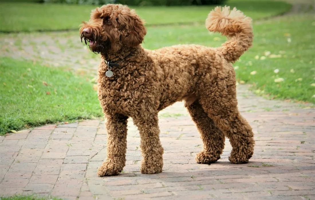 Curly-coated, light brown labradoodle with a silver tag, standing on a brick path in a grassy area.