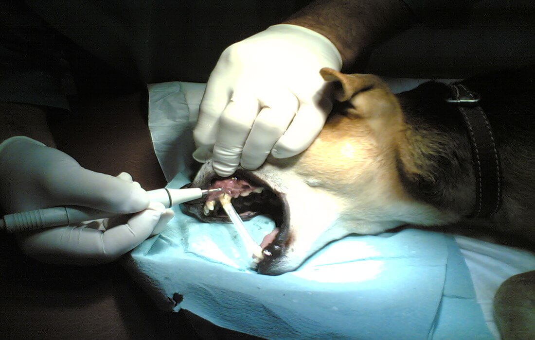 vet cleaning dog teeth with scaler