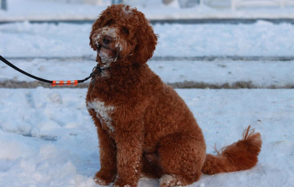 labradoodle on the snow