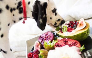 Black and White Dalmatian Dog Eating Fruits