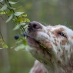 Cute puppy eats blueberries