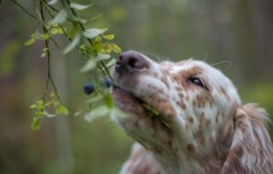 Cute puppy eats blueberries