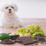 food toxic to dog