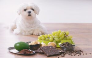 food toxic to dog