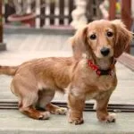 long haired dachshund standing oustide