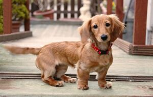 long haired dachshund standing oustide