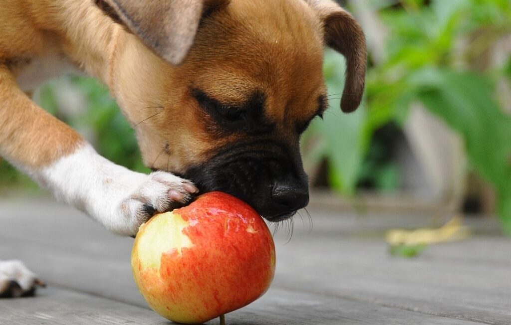 Puppy playing with an apple in the garden.