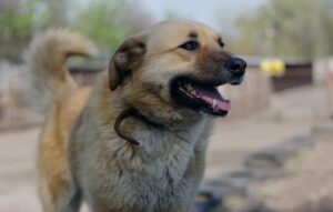 anatolian shepherd dog guide