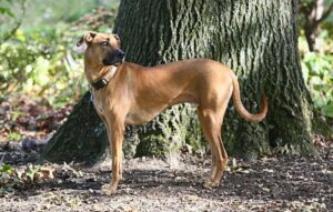 black mouth cur standing near tree