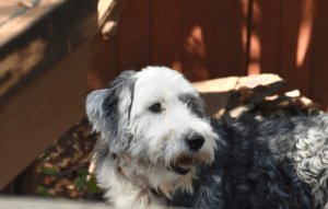 black sheepadoodle standing in backyard