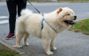 close up of a chow chow