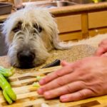 cook choping celery with dog supervising