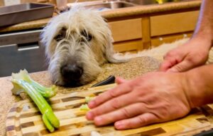 cook choping celery with dog supervising